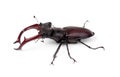 Brown stag beetle Lucanus cervus Royalty Free Stock Photo