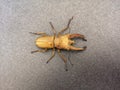 Brown stag beetle in top view Royalty Free Stock Photo