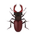 Brown stag beetle, top view of large insect bug with big horns Royalty Free Stock Photo