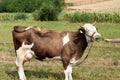 Brown stained cow eating grass from farmer's hand on a green mead