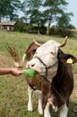 Brown stained cow eating grass from the farmer's hand on a green mead