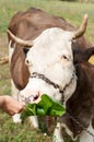 Brown stained cow eating grass from the farmer's hand on a green mead Royalty Free Stock Photo