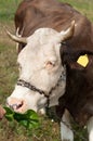 Brown stained cow eating grass from the farmer's hand on a green mead