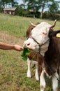 Brown stained cow eating grass the farmer's hand on a green mead