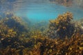 Brown kelp in light filled waters