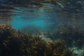 Brown stalked kelp near sea surface