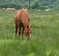 Brown stallion