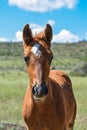 Brown stallion color, small horse, nature and horses Royalty Free Stock Photo