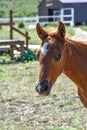 Brown stallion color, small horse, nature and horses