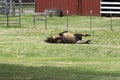 Brown horse on its side as it begins to roll in the grass Royalty Free Stock Photo