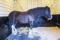 Brown stallion shire horse in a stable. Royalty Free Stock Photo