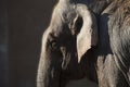 Elephant profile. Photographed from very close. Royalty Free Stock Photo