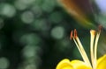 Brown stamen with pollen over yellow lily petals Royalty Free Stock Photo