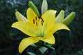 brown stamens of a blossoming yellow lily flower Royalty Free Stock Photo