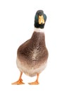 brown standing beautiful white duck isolated on a white