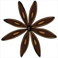 Brown star anise, anise, spice, vector element