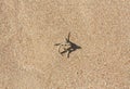 Brown starfish on a beach sand. Ideal as a background for your holiday/vacation/sea-related project photo