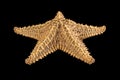 Brown starfish isolated on black background. Close-up Royalty Free Stock Photo