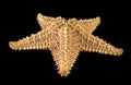 Brown starfish isolated on black background. Close-up Royalty Free Stock Photo