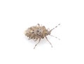 Brown stink beetle Royalty Free Stock Photo