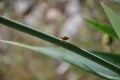 The brown stink bug or green soldier bug walking on the bell grass branch.