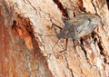 Brown Stink Bug pentatomidae Camouflauged Royalty Free Stock Photo