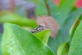 A brown stink bug stinky bug green on the leave