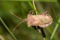 Brown stinkbug Royalty Free Stock Photo