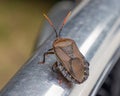 A Stinkbug sitting on a bullbar Royalty Free Stock Photo