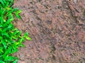 Brown stone walk way with green grass texture. Royalty Free Stock Photo