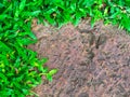 Brown stone walk way with green grass texture. Royalty Free Stock Photo