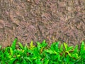 Brown stone walk way with green grass texture. Royalty Free Stock Photo