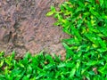 Brown stone walk way with green grass texture. Royalty Free Stock Photo