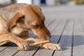 Brown stray dog eating bone in a sidewalk