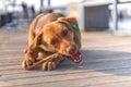 Brown stray dog eating bone in a sidewalk