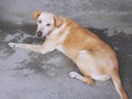 A Brown Stray Dog Looking At Camera Royalty Free Stock Photo