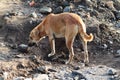 Brown stray dogs searching for food on road