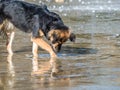 Brown stray or mix breed dog drinking water from a puddle Royalty Free Stock Photo