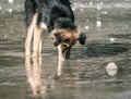 Brown stray or mix breed dog drinking water from a puddle Royalty Free Stock Photo