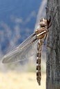 Brown Stream Cruiser Dragonfly Royalty Free Stock Photo