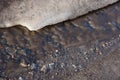 Brown stream of water of a dirty stream among gray snow and ice Royalty Free Stock Photo