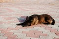 Brown street dog with a tag in his ear lies on concrete tile in rays of the setting sun