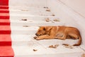 Brown Street Dogs Lying on the stairs of the temple