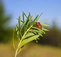 Brown striped beetle sitting on a plant