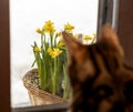 Brown striped Bengal cat looks out window at basket with flowering narcissists