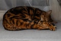 Brown striped Bengal cat sleeps curled up