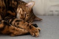 Brown striped Bengal cat sleeps curled up