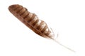 Brown striped bird feather on white background isolated close up, quill of bird of prey, eagle, falcon, hawk or buzzard feather