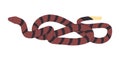 brown and striped black color snake wild nature reptile animal dangerous venomous predator creature