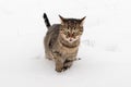 A brown striped cat with an angry look on its face wades through the snow